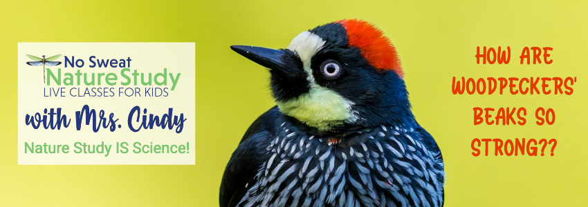 Woodpecker with bright red top of the head. Light green background. Banner is an advertisement for a class about woodpeckers.