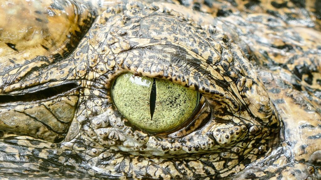 the open eye of a crocodile