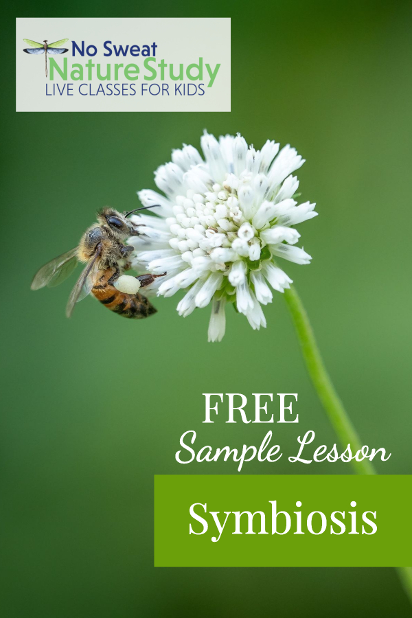 bee on white clover flower