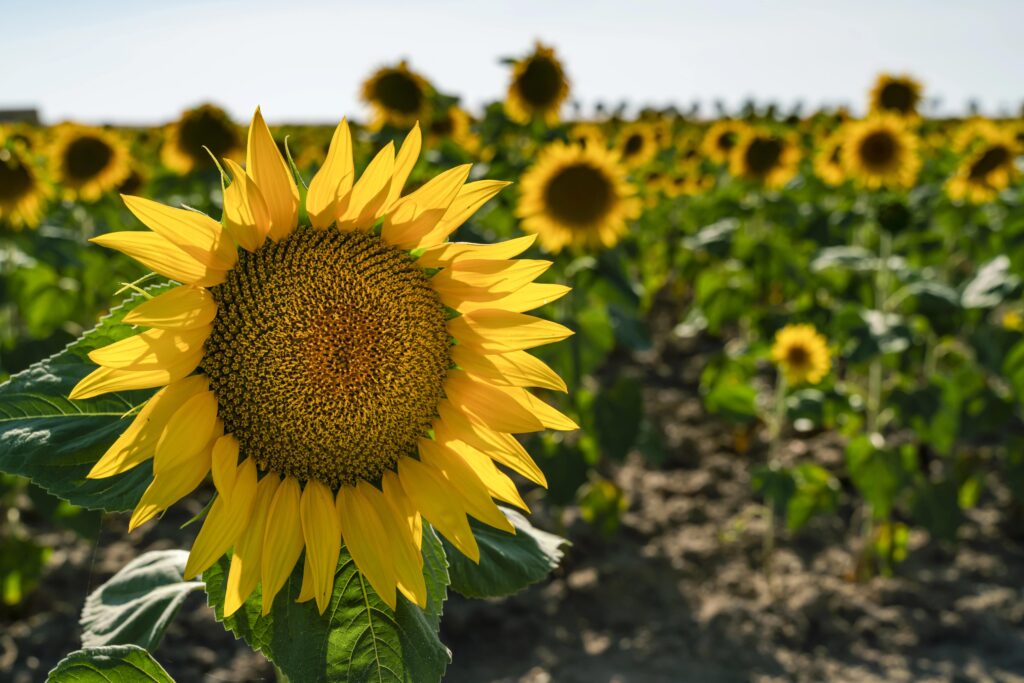 field of sunflowers