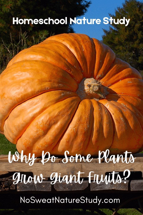 Why Do Some Plants Grow Giant Fruits? Seasonal Nature Study