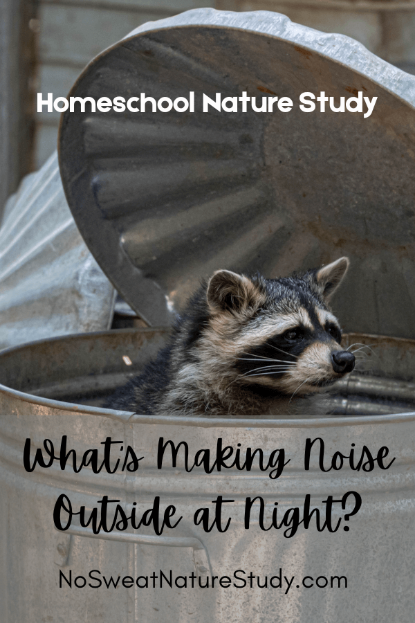 picture of a raccoon peeking out of a trashcan with text overlay that says "What's Making Noise Outside at Night"