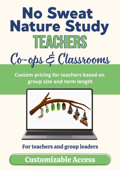 sales text and graphic with butterfly life cycle on laptop