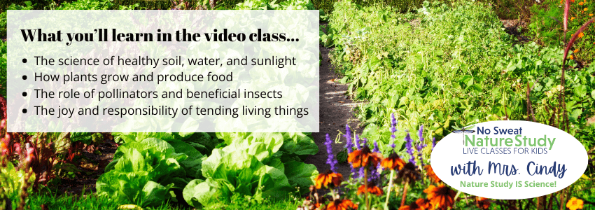photo of bright green lettuces and other colorful plants growing in rows in a garden with text overlay describing things students will learn in a video class