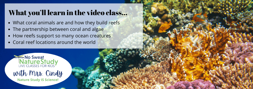 a photo of blue, orange, pink, green, and beige coral in a coral reef with orange fish swimming around with text overlay describing things students will learn in a video class