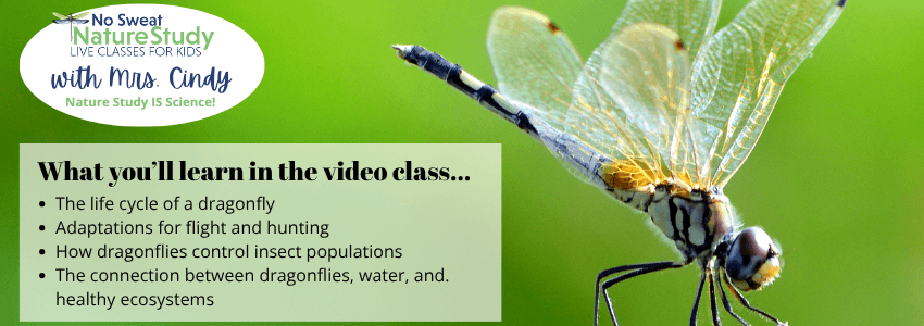 a photo of a bright yellow, white, and blue dragonfly with text overlay describing the things students will learn in a video class