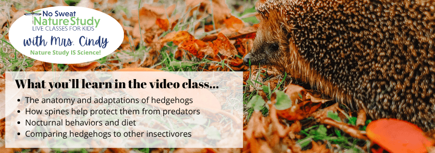 photo of a brown hedgehog sitting on a grassy patch with orange fall leaves with a text overlay describing things students will learn in the video class