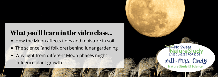 a photo of a black night sky with a large full orange-yellow moon and pale yellow grasses waving in the wind with text overlay describing things students will learn in the video class