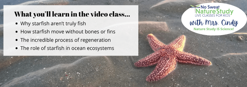 photo of a coral colored starfish sitting on a wet sandy beach with text overlay describing things students will learn in the video class