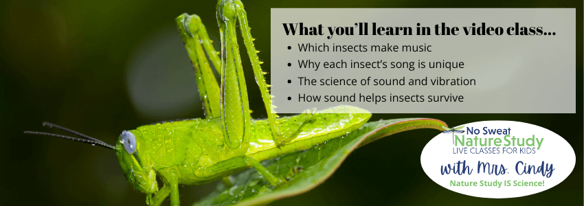 photo of a bright green grasshopper sitting on a bright green leaf with text overlay describing the things students will learn in a video class