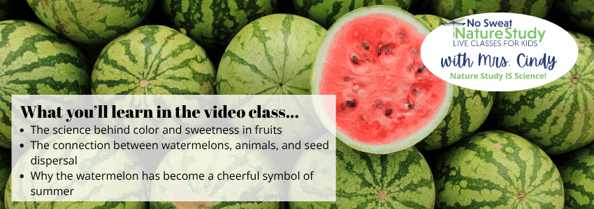 photo of a pile of watermelons with one sliced in half showing the bright red flesh with text overlay describing the things students will learn in the video class