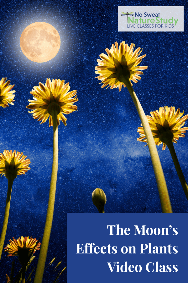 Can animals and plants tell when the moon is full?
