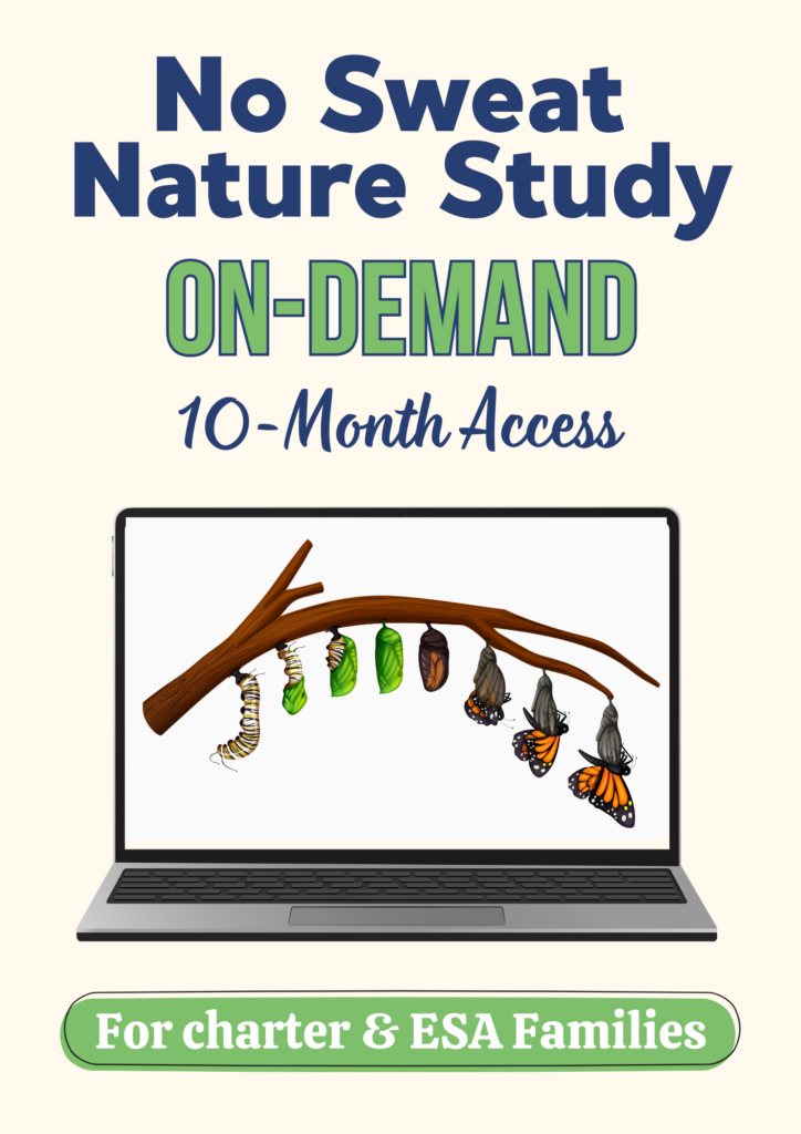 cream background with computer graphic with butterfly life cycle on screen