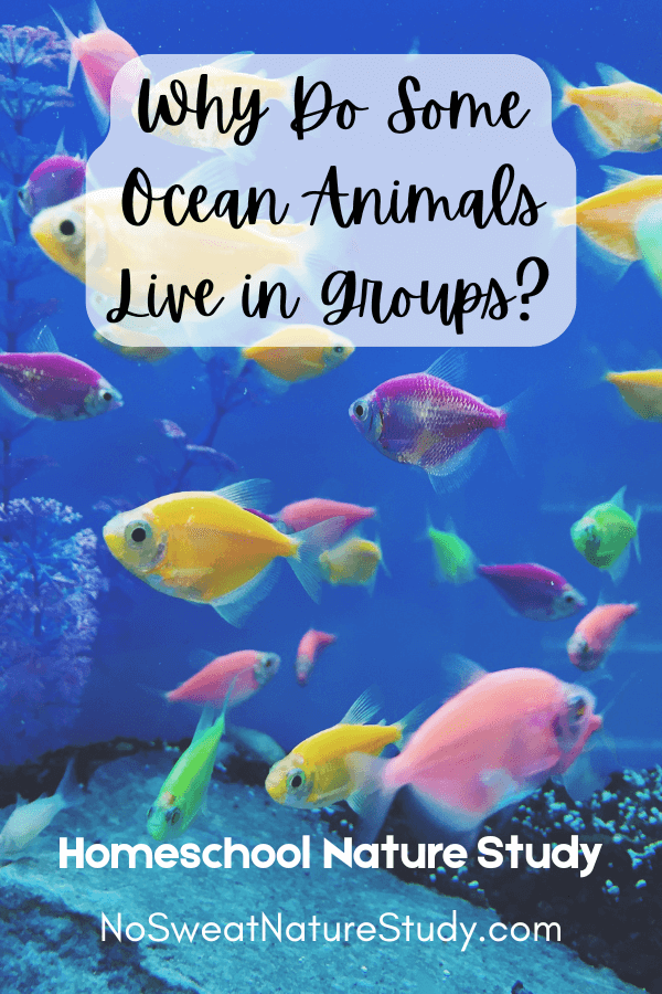 Why do some ocean animals live in groups?
