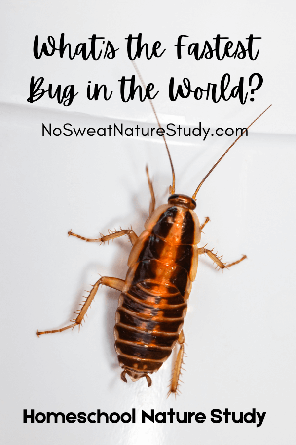 What’s the fastest bug in the world?