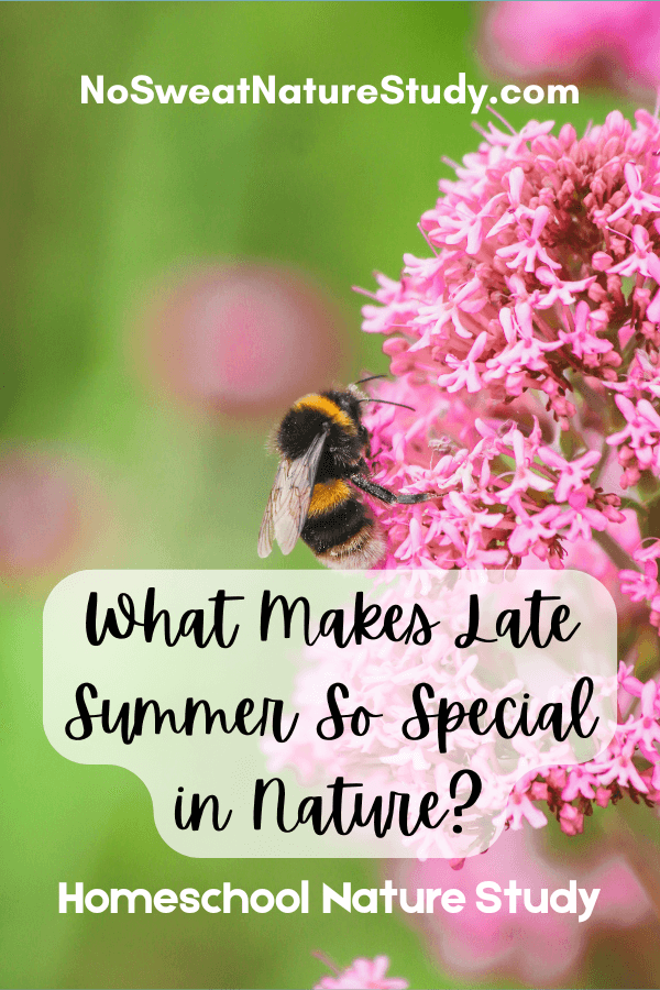 What makes late summer so special in nature?