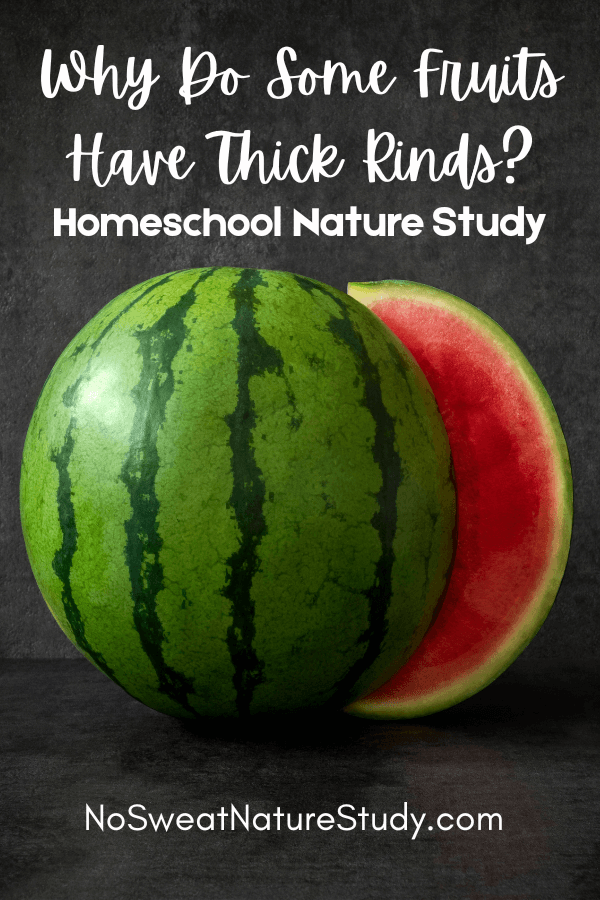 Watermelon Nature Study: Why do some fruits have thick rinds?