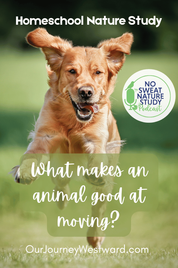What Makes an Animal Good at Moving? An Animal Movement Nature Study