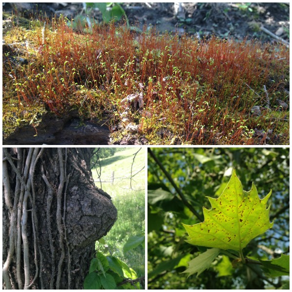 We were easily able to add in high school nature study to go along with Botany in 8 Lessons.