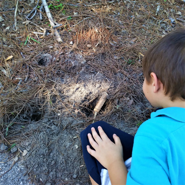 A day in the life of an animal signs nature study. #homeschool #naturestudy