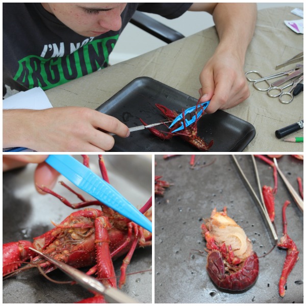 Five easy steps to teach high school dissection at home.