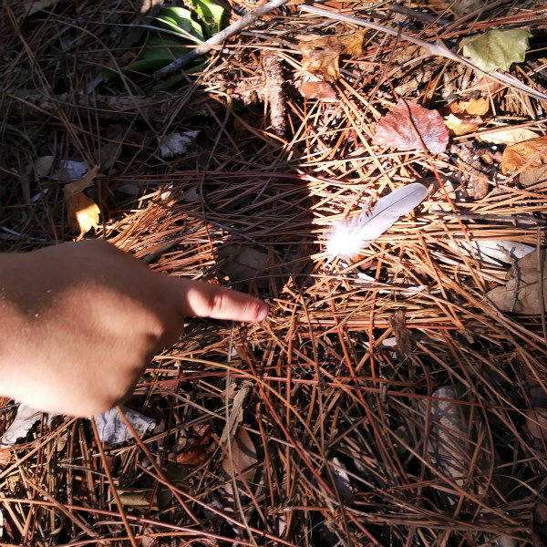 A day in the life of an animal signs nature study. #homeschool #naturestudy