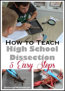 Five easy steps to teach high school dissection at home.
