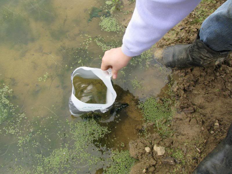 Pond nature study is extra fun when experienced with a nature club!