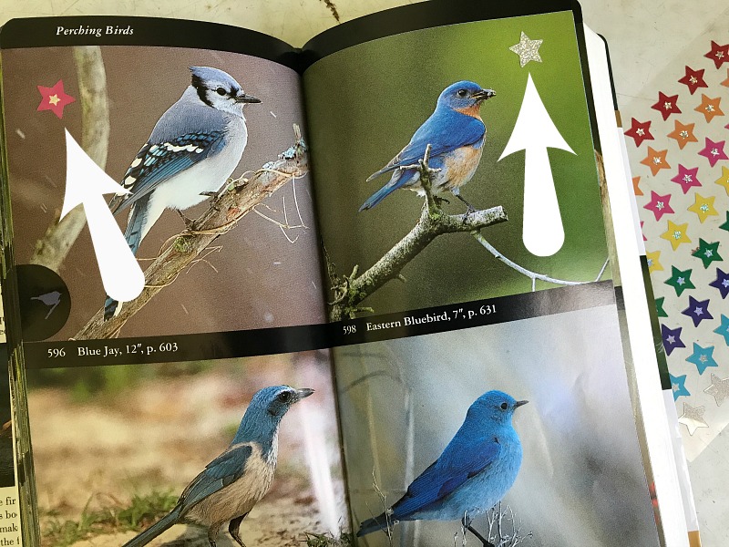 Simple field guide tip for homeschool nature study