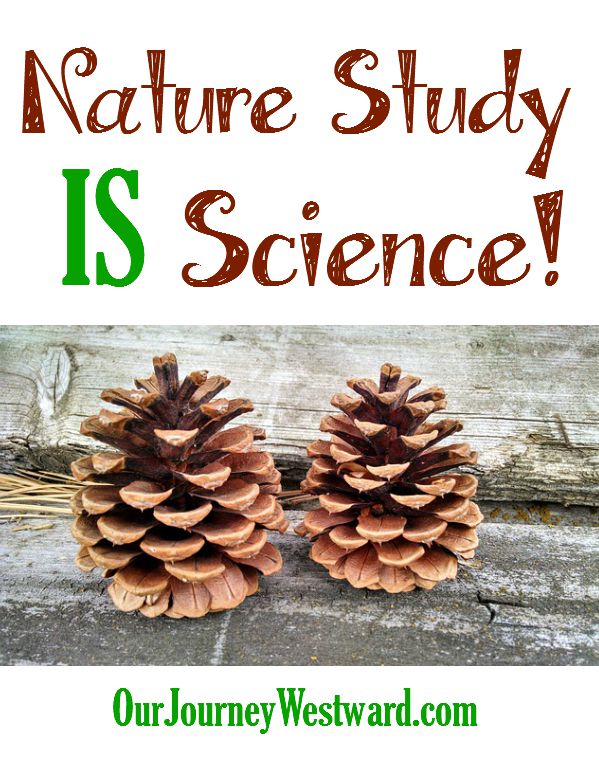 Two pinecones sitting on wood. For a blog post about Nature Study IS Science!