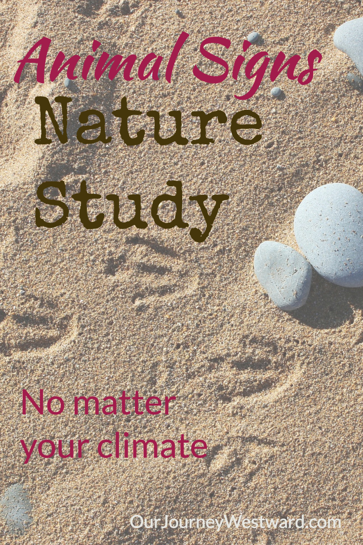 A day in the life of an animal signs nature study. #homeschool #naturestudy