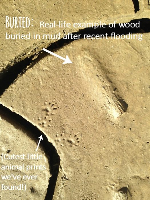More Than Just a Dinosaur Unit Study - Our Journey Westward