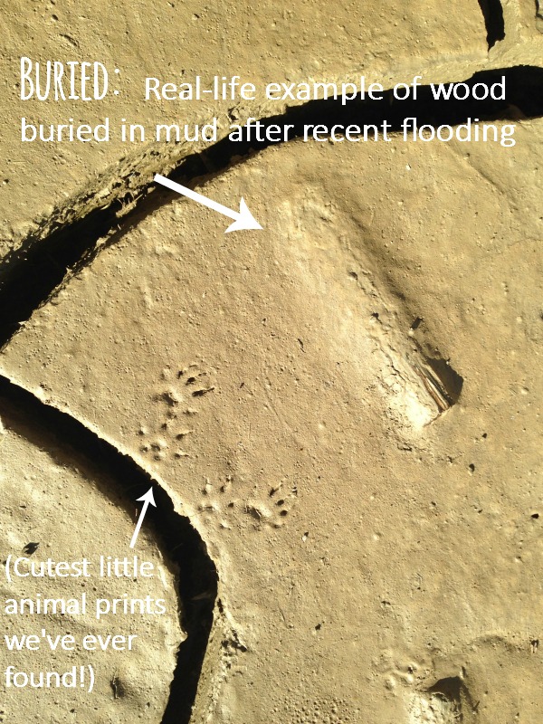 More than just a dinosaur unit study - covers floods, fossils and the ice age, too!