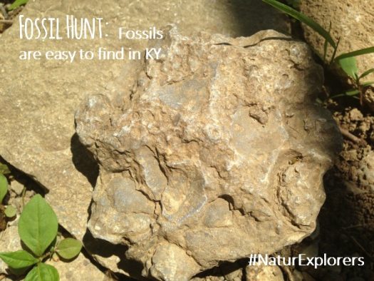 More Than Just a Dinosaur Unit Study - Our Journey Westward