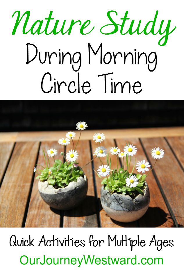 Two tiny post with white and yellow daisies sitting on a wooden surface. Used as a blog image for a post on nature study during morning circle time.